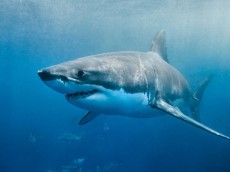 White shark diving (5)